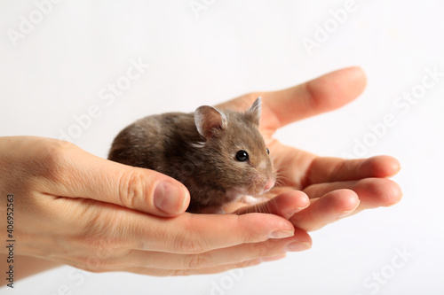 Pet cute brown hamster sitting in the hands of a woman close-up on a white background