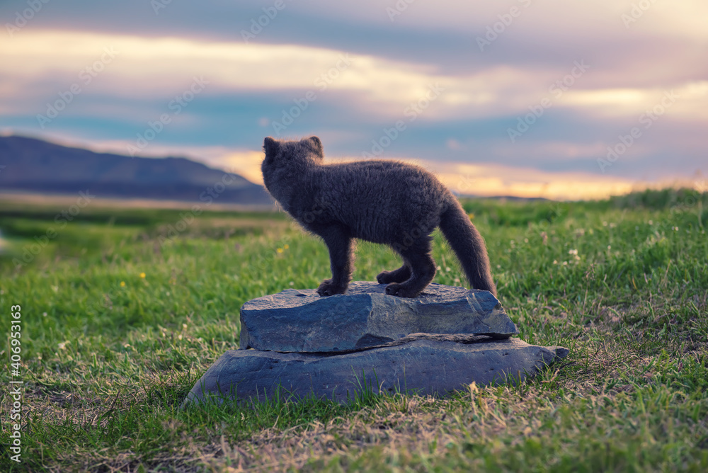 Fototapeta premium Arctic fox cub
