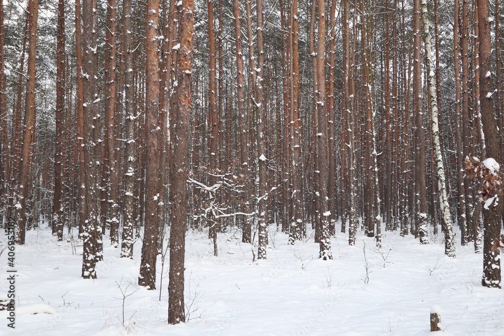 Fototapeta premium snow covered trees in winter, forest in winter