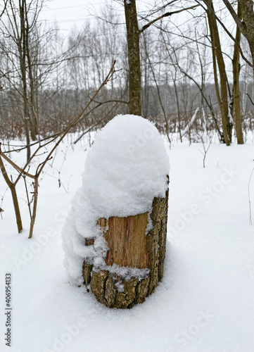 A stump covered with snow in Izmailovsky Park, Moscow