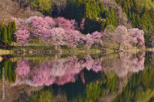 中綱湖 幻想的な桜風景