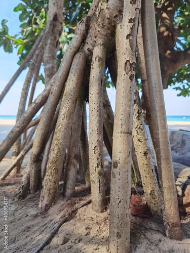 Big roots tree on the beach with a white sand and light blue water behind.