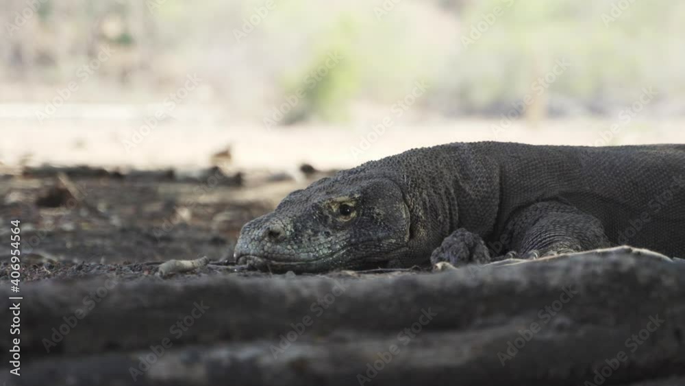 Resting Komodo Dragon Looking At Camera Resting Komodo Dragon Looking At Camera
