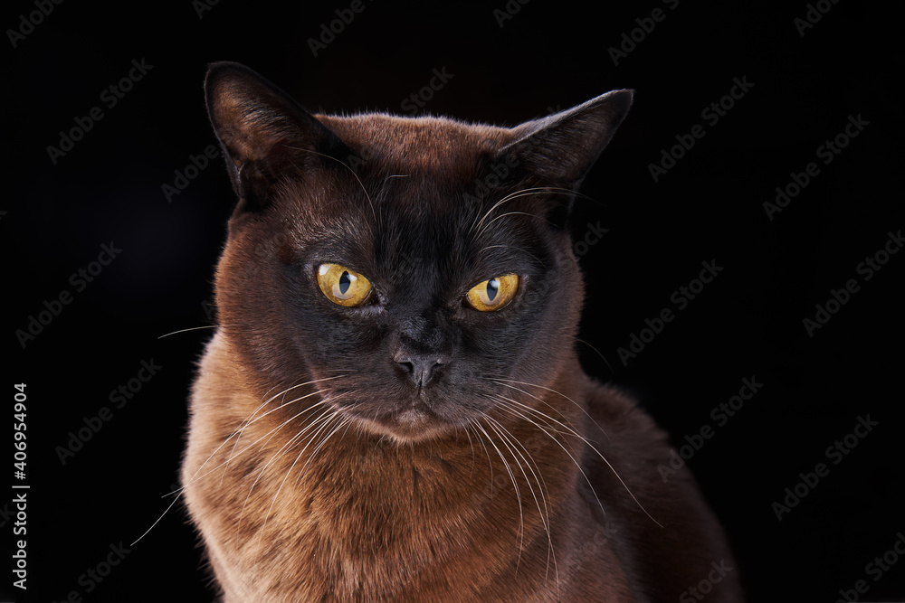 Close-up portrait of Brown Burmese Cat with yellow eyes on black background.