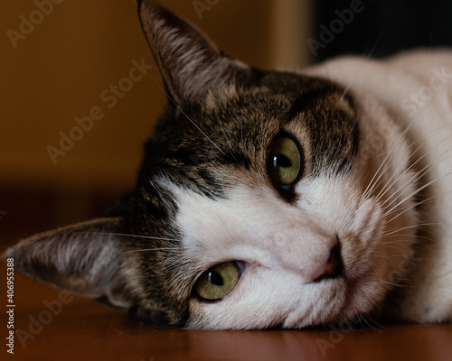 Beautiful portrait and close-up of a black and white cat with green eyes lying on the ground. Selective focus