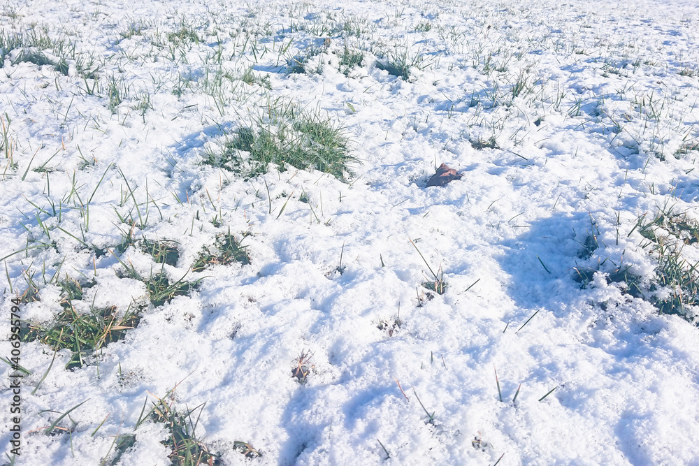 Fototapeta premium spray, spraying, crystal, freeze, fun, snow, ice, nature, frost, winter, cold, grass