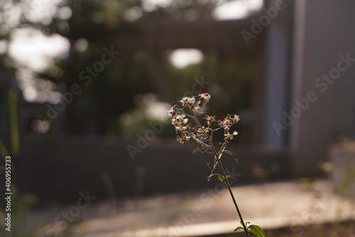 Dried flowers exposed to the afternoon sun 