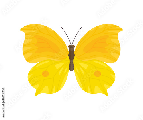 Yellow butterfly isolated on white background. Vector illustration of a beautiful insect in cartoon flat style.