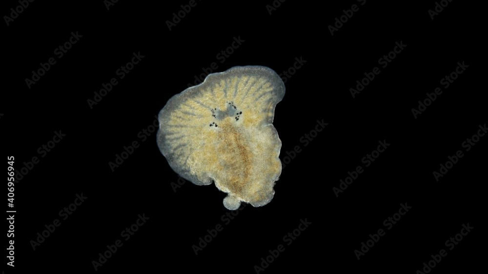 flatworm Leptoplana sp. under a microscope, order Polycladida, lives among algae or under rocks. The video shows a damaged worm that can regenerate into a whole individual. Sample found in the Black S flatworm Leptoplana sp. under a microscope, order Polycladida, lives among algae or under rocks. The video shows a damaged worm that can regenerate into a whole individual. Sample found in the Black S