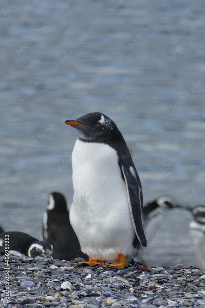 Obraz premium Polster