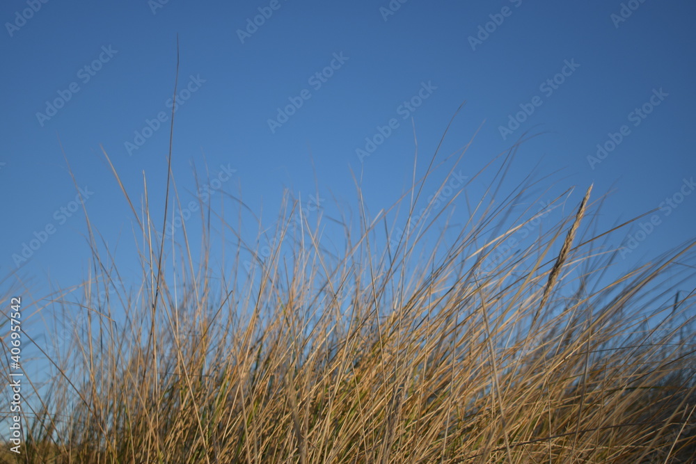 Obraz premium Nordseeküste in Niederlande bei Abenddämmerung im Winter.