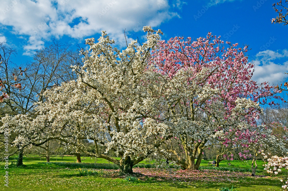 A spring view of a Magnolia 'Kewensis' tree