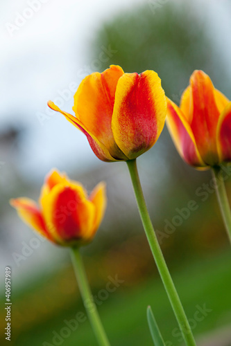 tulipa, tulip, spring flowers, flower, white, amazing, green, delicate, vase, light, airy, bright, spring, background, beautiful, beauty, bloom, blooming, blossom, bouquet, bright, card, color, colorf © Елена Жуковская