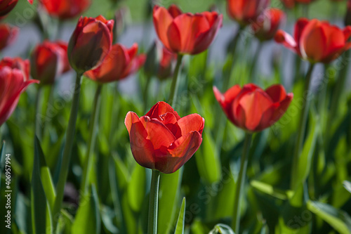 Blooming red tulips