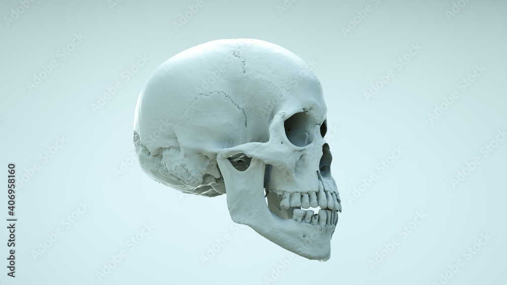 Human skull with an open lower jaw on a Dark isolated background. The concept of death, immortality, eternal life, horror. Acult symbol. Spooky Halloween symbol. 3D render Human skull with an open lower jaw on a Dark isolated background. The concept of death, immortality, eternal life, horror. Acult symbol. Spooky Halloween symbol. 3D render
