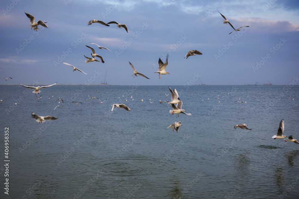 Seagulls flying over the Baltic Sea in winter. Poland