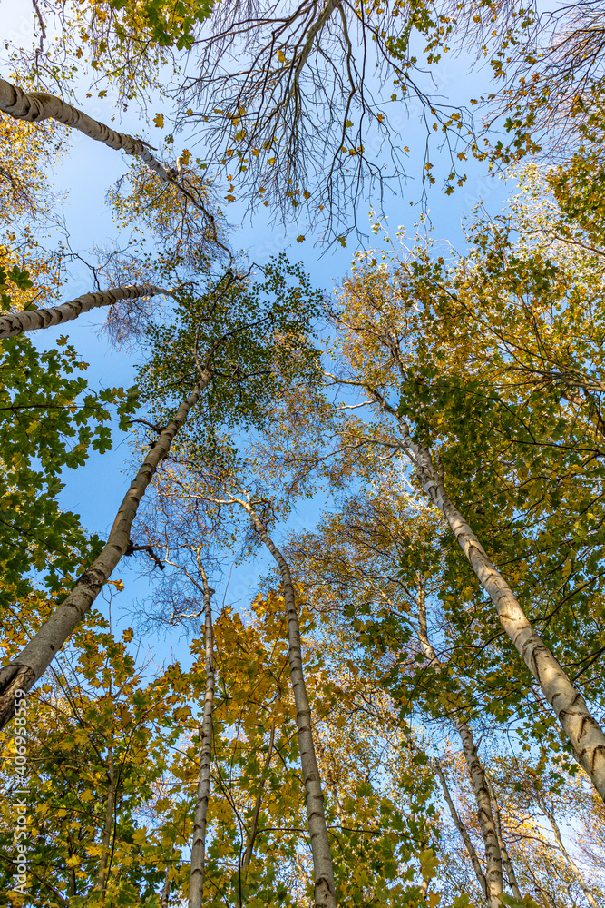 Obraz premium Baumkrone