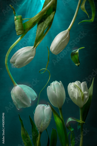 Composition with white tulips. Flowers under water