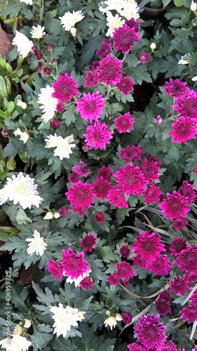 Wallpaper Mural Scenic view of colorful flowers and plants for multipurpose use Torontodigital.ca