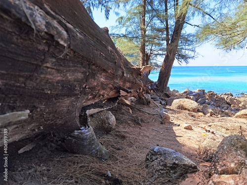 Fallen tree on the cliff with a blue water behind.