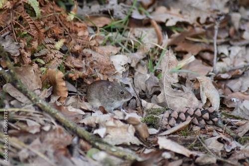 Eine Maus versteckt sich unter den Herbstblättern.