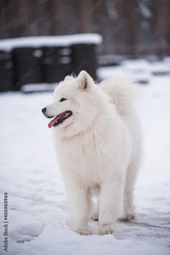 Samoyed white dog is on snow background outside Samoyed white dog is on snow background outside