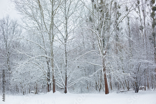 white winter scenery in park