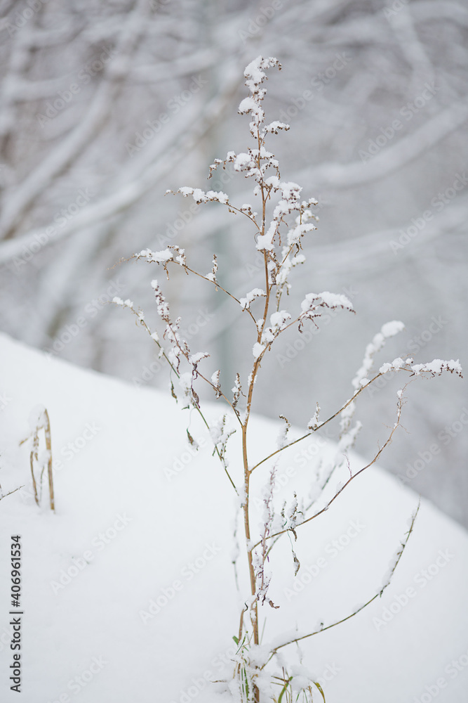 white winter scenery in park white winter scenery in park