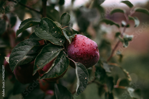 red apples on a tree