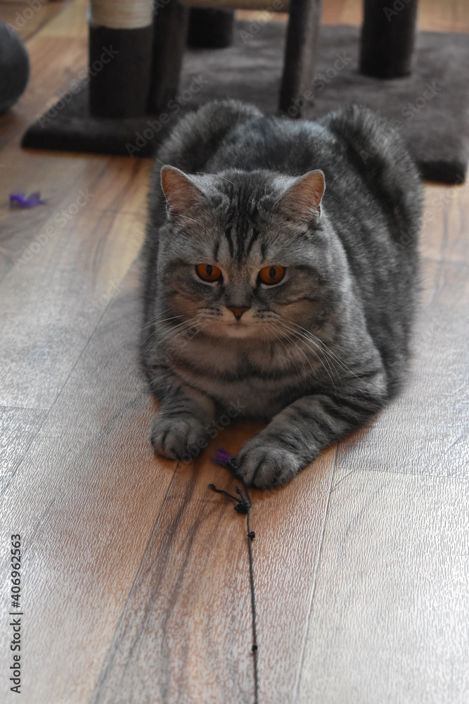 Obraz premium Unsere süße Pia-Britisch Kurzhaar