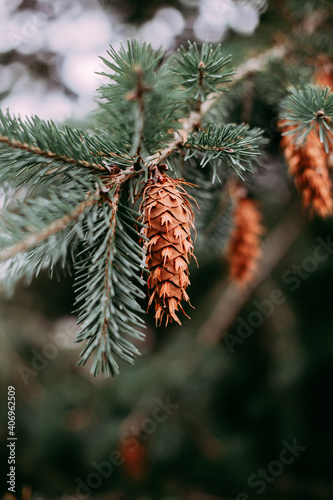 Fir cone