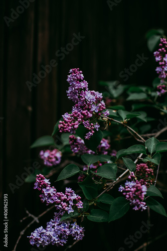 spring lilac