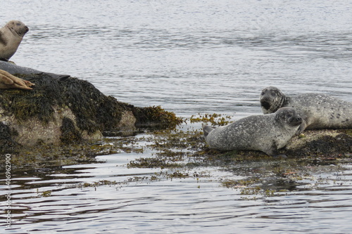 Earless seal | Foche
