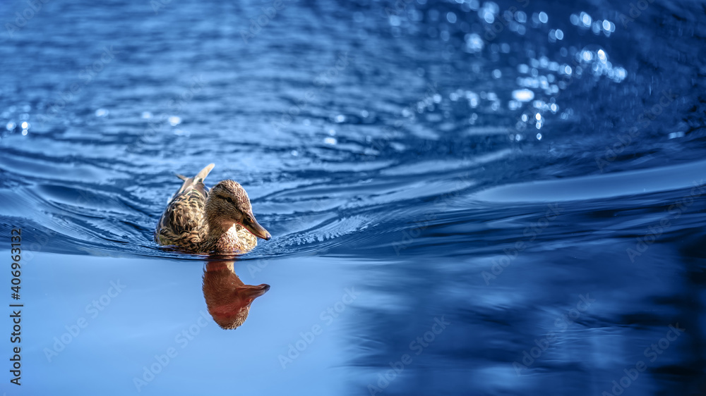 Female duck swimming on bright blue water Female duck swimming on bright blue water
