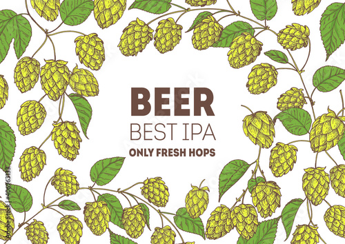 Beer hop illustration. Hand drawn design. Beer ingredients vector illustration.