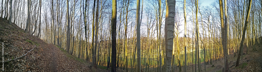 Obraz premium Bemooste Wurzeln