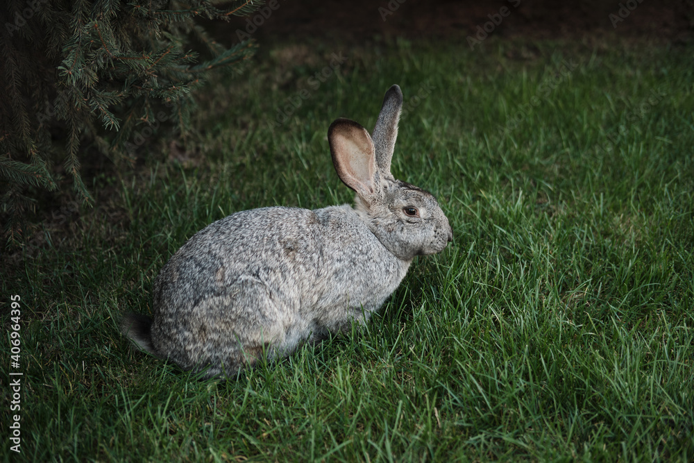 Sitting gray hare outdoors in green grass, a spruce grows nearby. side view. Sitting gray hare outdoors in green grass, a spruce grows nearby. side view.