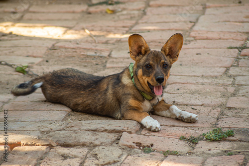 Small dog on a chain in the countryside. photo