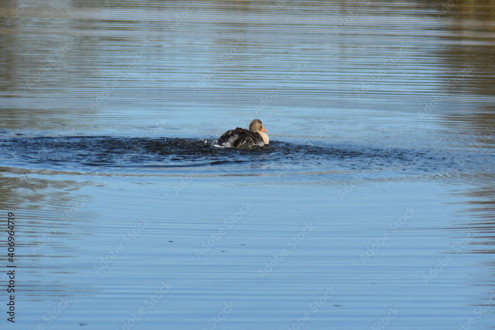 Fototapeta premium Enten, Gänse und andere Vogelarten aus Kassel.