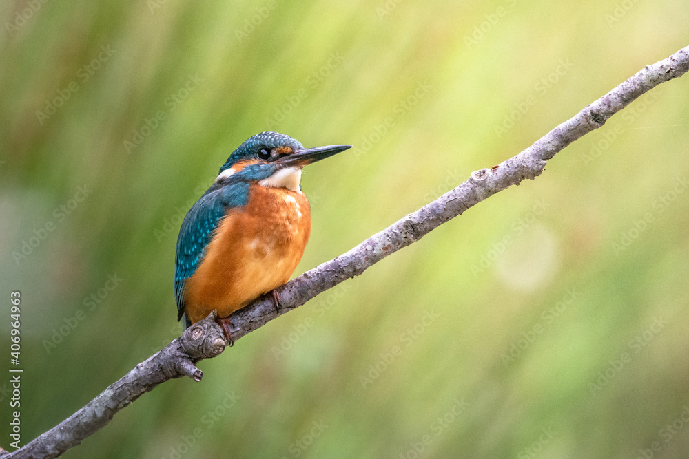Fototapeta premium Martin pescatore posato su ramo, con sfondo verde sfocato