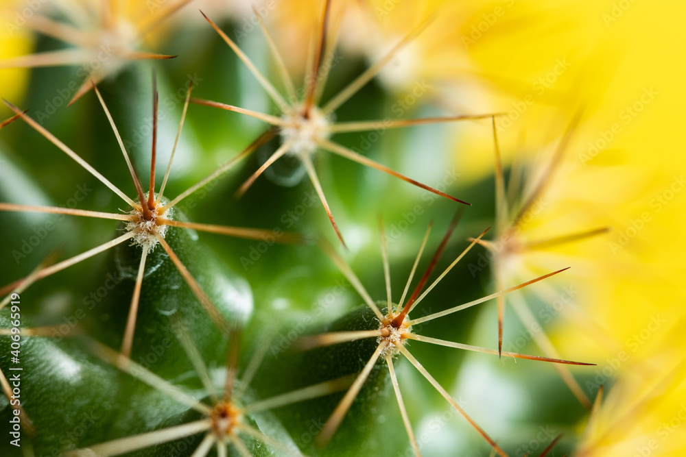 Cactus spines on a yellow background closeup Cactus spines on a yellow background closeup