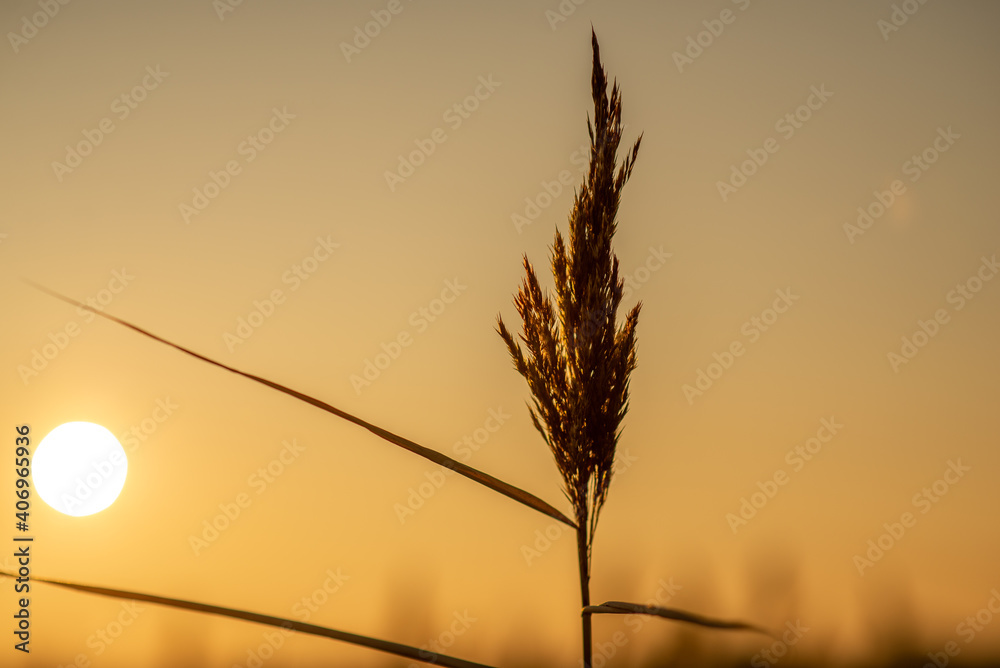 Dry grass during sunset, beautiful background.