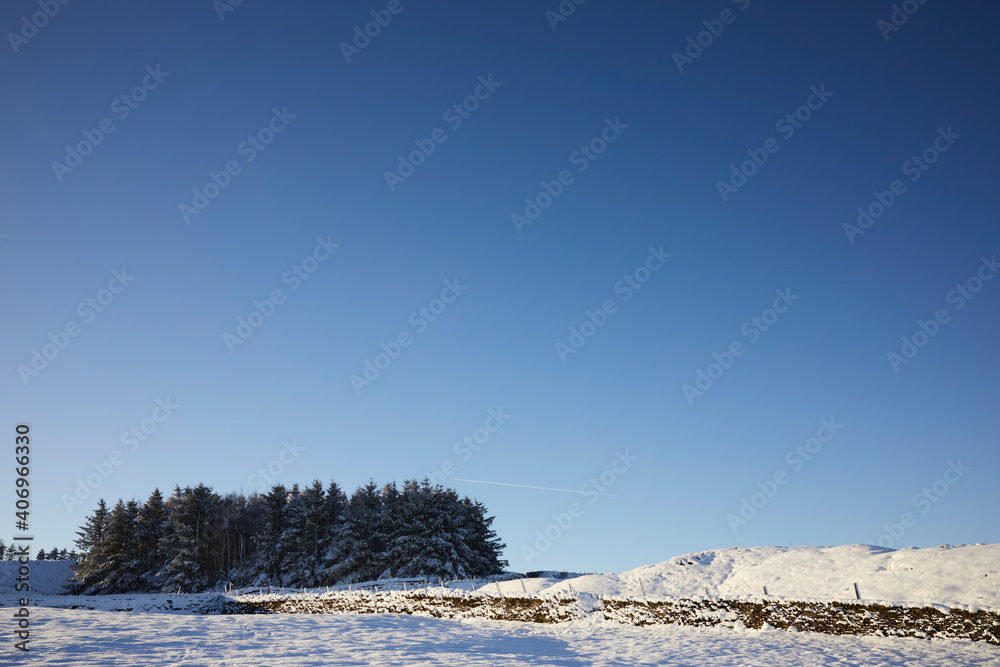 A snow covered fir plantation stands out against a clear blue sky contrasted by clean, white snow covered meadow and spoil heap