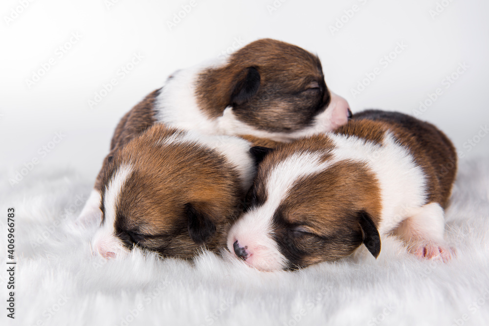 Pembroke Welsh Corgi pembroke puppies on white Pembroke Welsh Corgi pembroke puppies on white