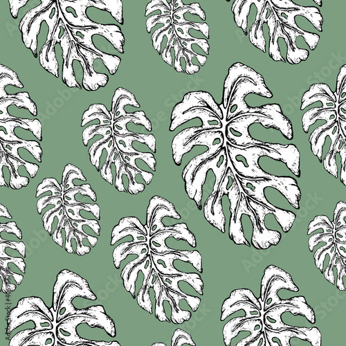 Botanical seamless background, tropical monstera leaf. realistic illustration in the style of realism, fashionable minimalist, pattern. vintage style.