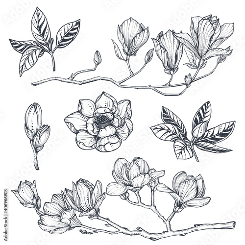 Vector collection of hand drawn magnolia flowers, leaves and branches.