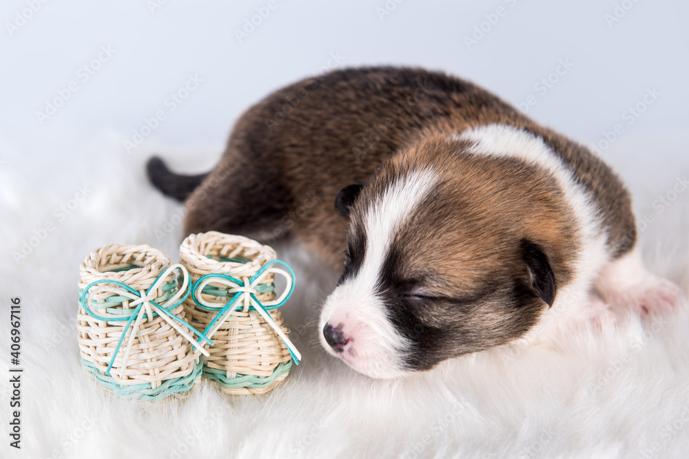 Small Pembroke Welsh Corgi puppy dog with shoes