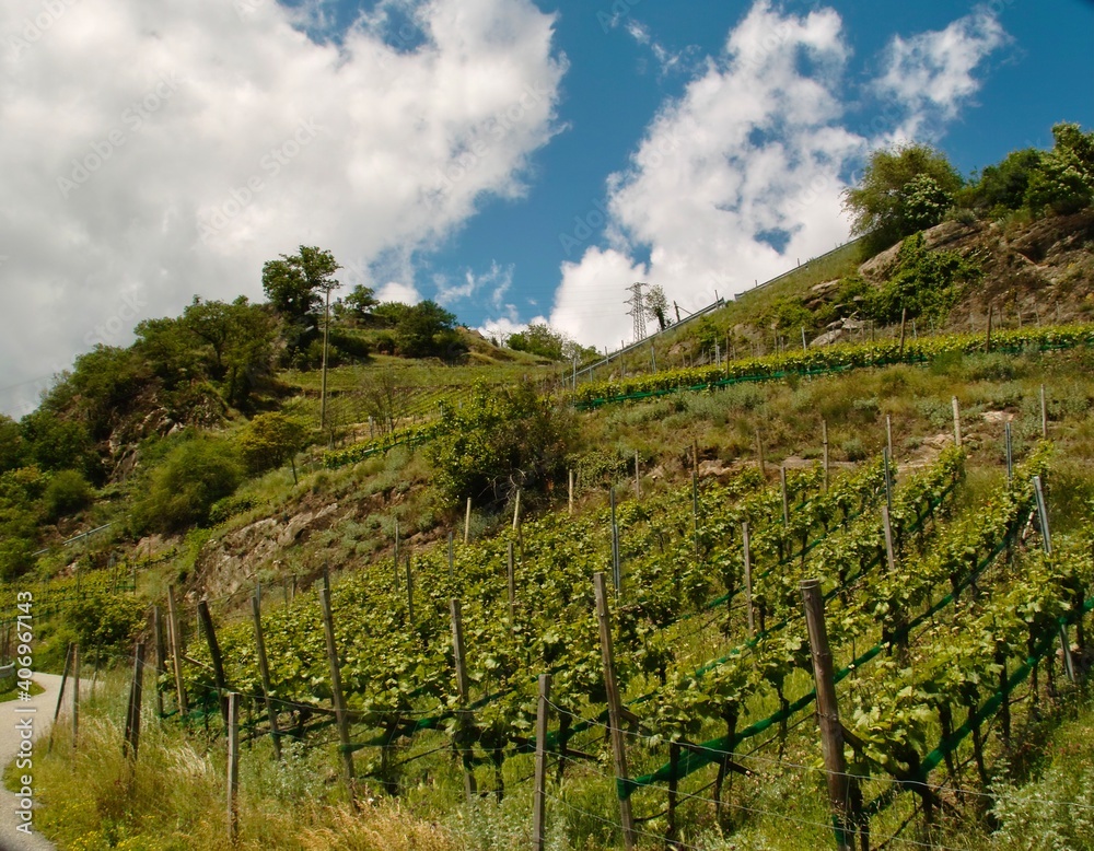 Weinberg im Vinschgau