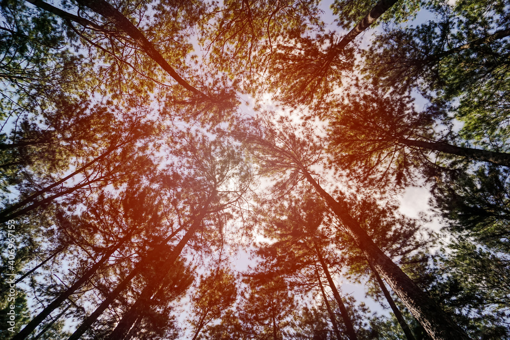 Obraz premium Sunlight shines through trees