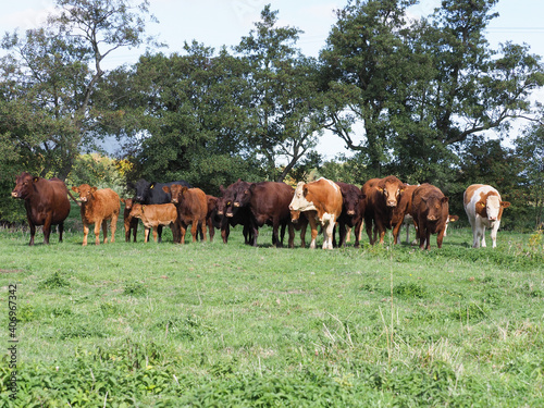 Herd Of Cows © Nigel Baker